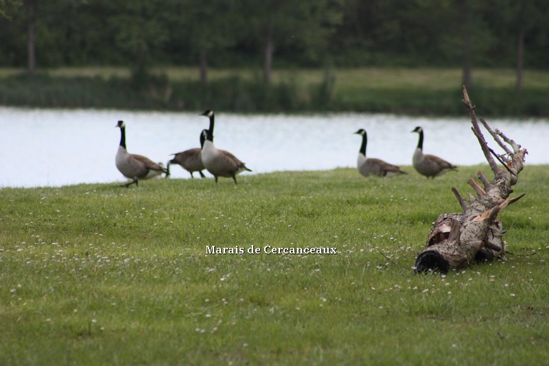 Gite des 3 petits ours - Le Vaudoué